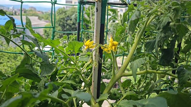 Развитие привитых томатов через 1.5 месяца после высадки на постоянное место.