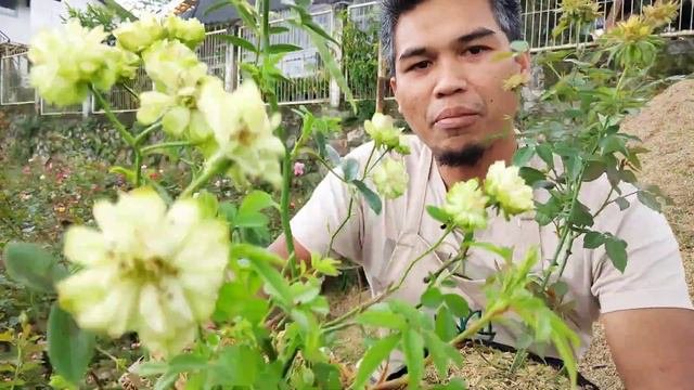 PERBEDAAN LENGKAP BUNGA MAWAR HIJAU ECLAIR Dan ROSA CHINENSIS MULTIFLORA