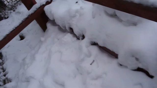 Животные зоосада