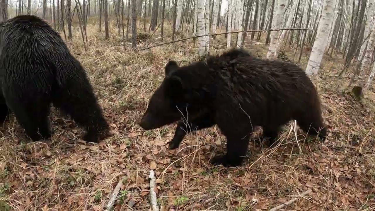 Медвежонок устал.