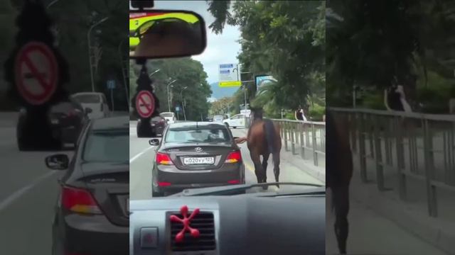 В Сочи заметили необычную перевозку коня