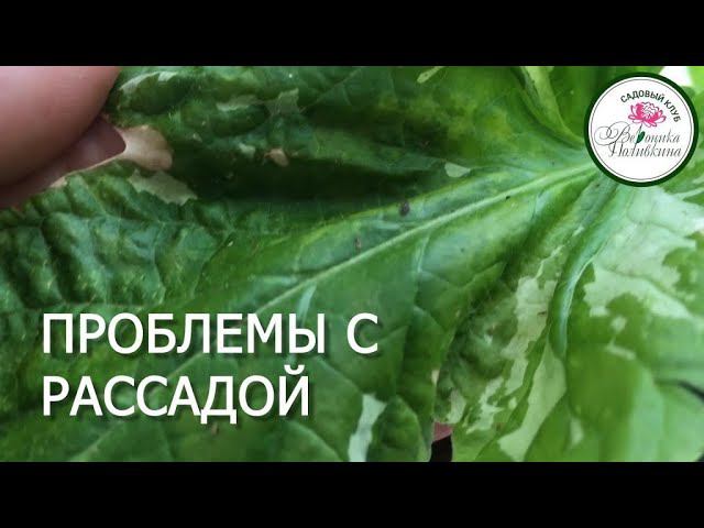 ОСНОВНЫЕ ПРОБЛЕМЫ РАССАДЫ