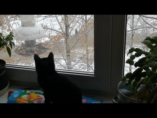 Пиксель - 24.10.2023