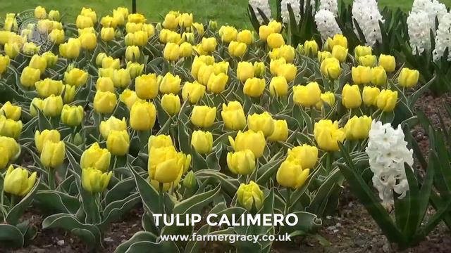 Tulip Calimero - FarmerGracy.co.uk