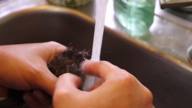 HOW TO GET RID OF PASTE BUTT ON YOUR CHICKS