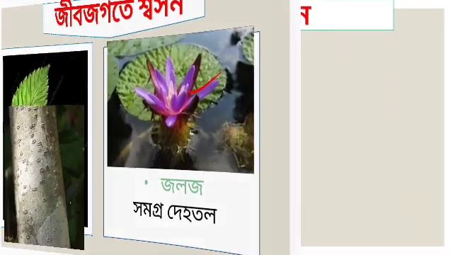 সপ্তম,বিজ্ঞান,৪র্থ অধ্যায়-শ্বসন/Class 7,Science, Respiration