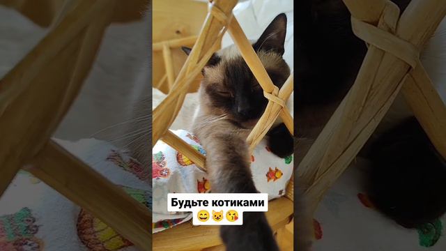 Будьте котиками 😄😺