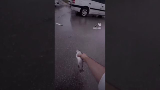 Дождь из рыбы прошёл над иранским городом Ясудж🌪️🐟🐝😳