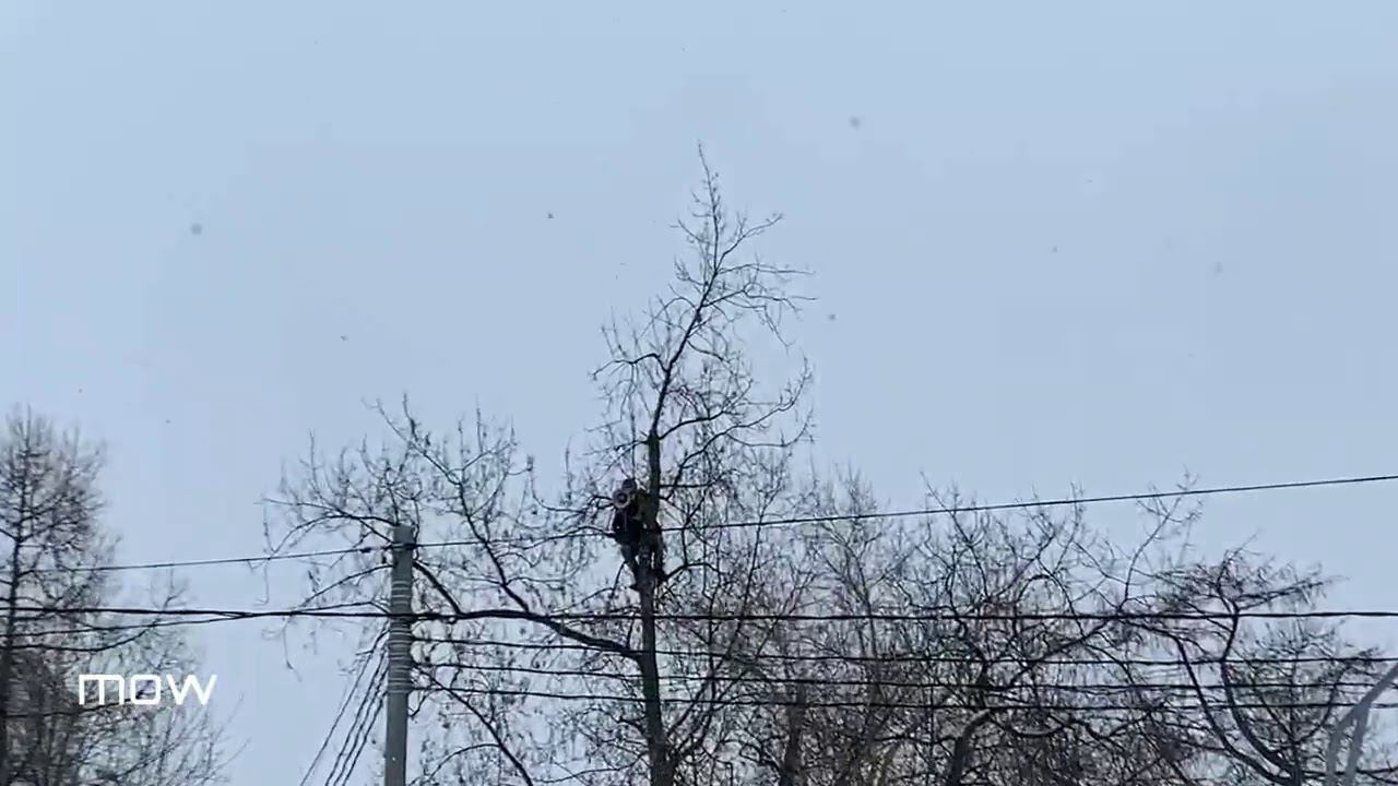 Мужчина с мегафоном забрался на дерево напротив Бабушкинского суда