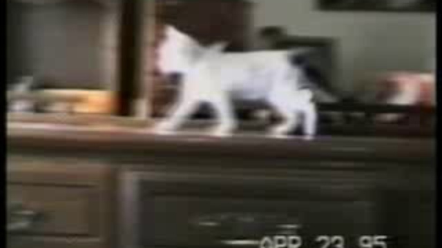 Кошачий цирк
