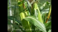 Как вырастить кукурузу на огороде. Выращивание кукурузы в Сибири. Посадка кукурузы на рассаду.