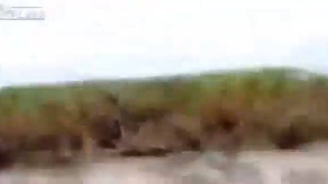 Invasion de arañas