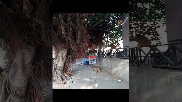 Дикие животные на улицах Нью-Дели! Выхватят сумку и не догонишь!#shorts