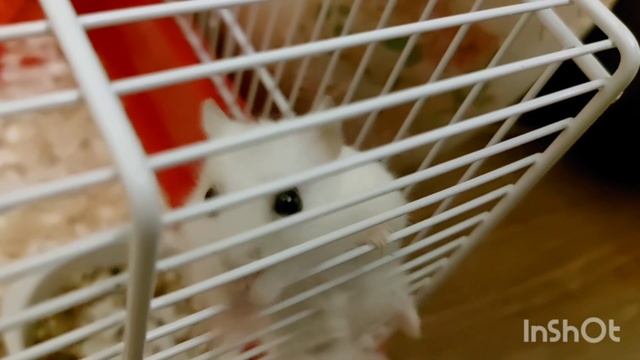 хомячОк гимнаст.mp4
