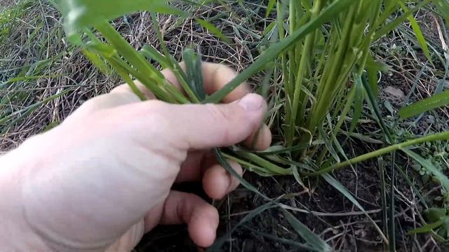 Сроки сева озимой пшеницы. Когда нужно сеять озимую пшеницу?