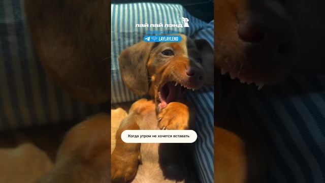 Больше смешных 😂🐶 роликов в шапке профиля. Переходи и подписывайся на канал!