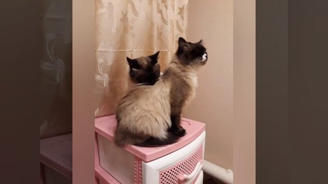 Толстый мой претолстый мой жирный кот