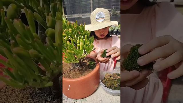 María Rita Suculentas Plantando Crassula Ovata Hobbit.❤️❤️❤️😍