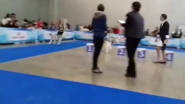 Выставка собак Россия 2018г