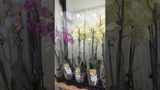 Обзор новой поставки орхидей в магазине Цветик36 🌸 09.06.24 #flowers #orchids #орхидеи