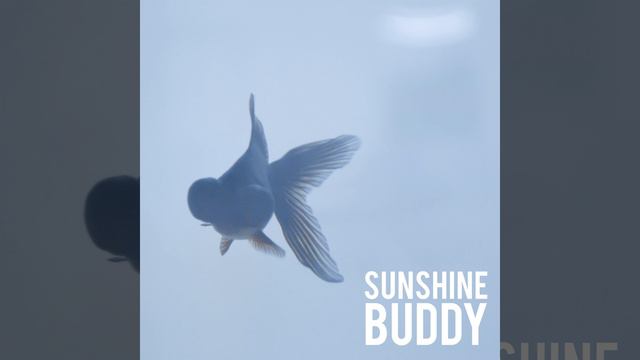 Sunshine Buddy