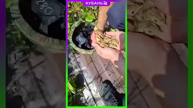 Птенцов фазана спасли в Новороссийске