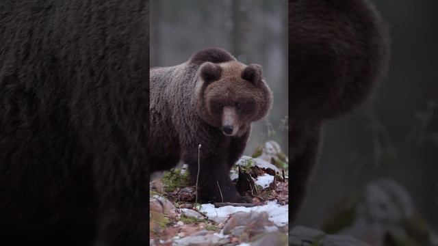 Интеллект медведей очень развит. Например, чтобы обезвредить охотничью ловушку, в нее бросают пал...