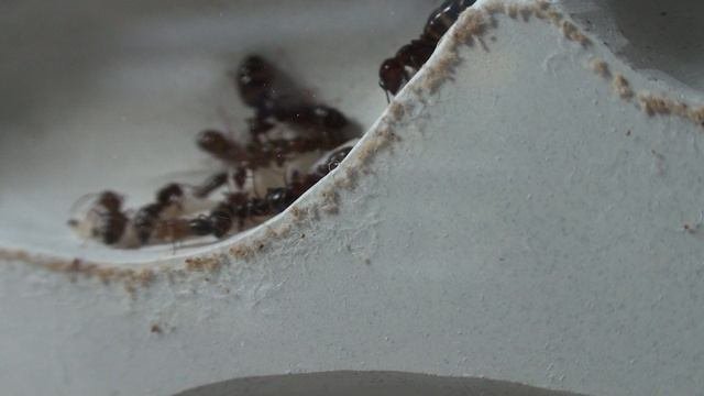 Camponotus Lateralis