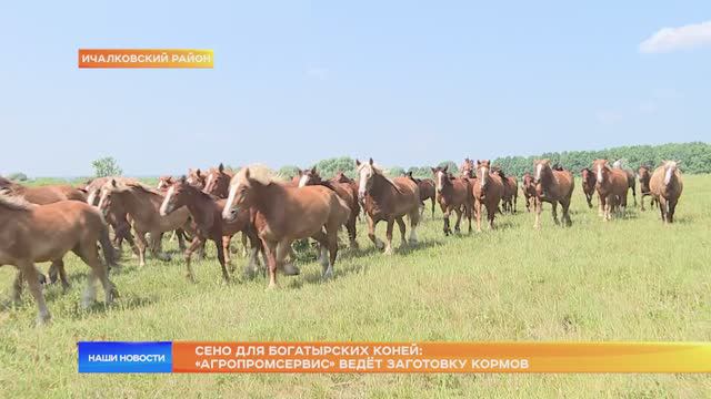 Сено для богатырских коней: «Агропромсервис» ведёт заготовку кормов