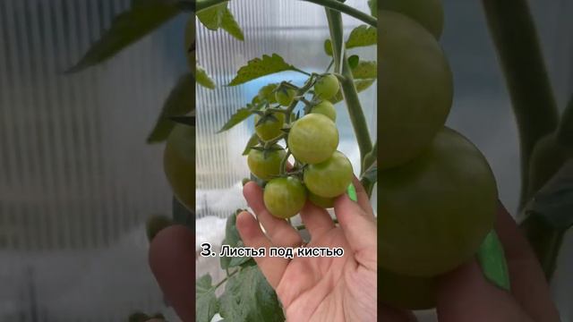 Что срезать у томатов?