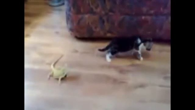 Котёнок испугался жуткого чудовища