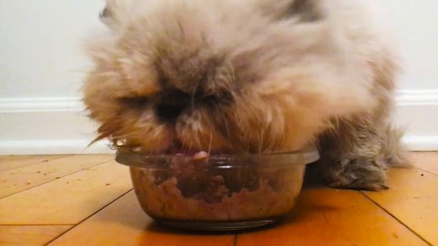 People Who Hate Cats Live With Cats For A Week // Presented By BuzzFeed & Rachael Ray Nutrish
