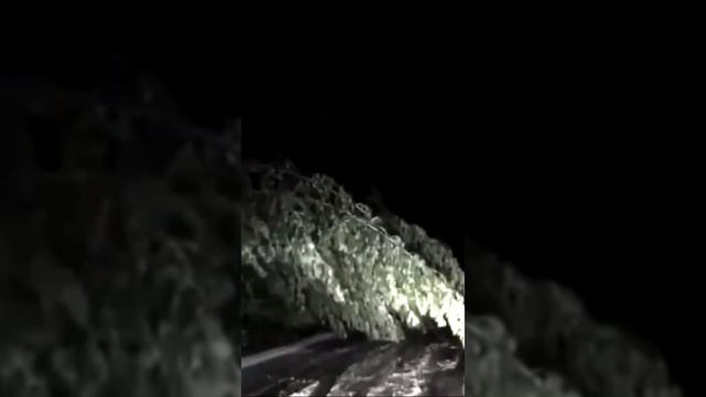 В Нижегородской области ветром поломало деревья