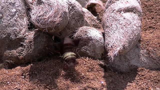 Nessus Sphinx Moth