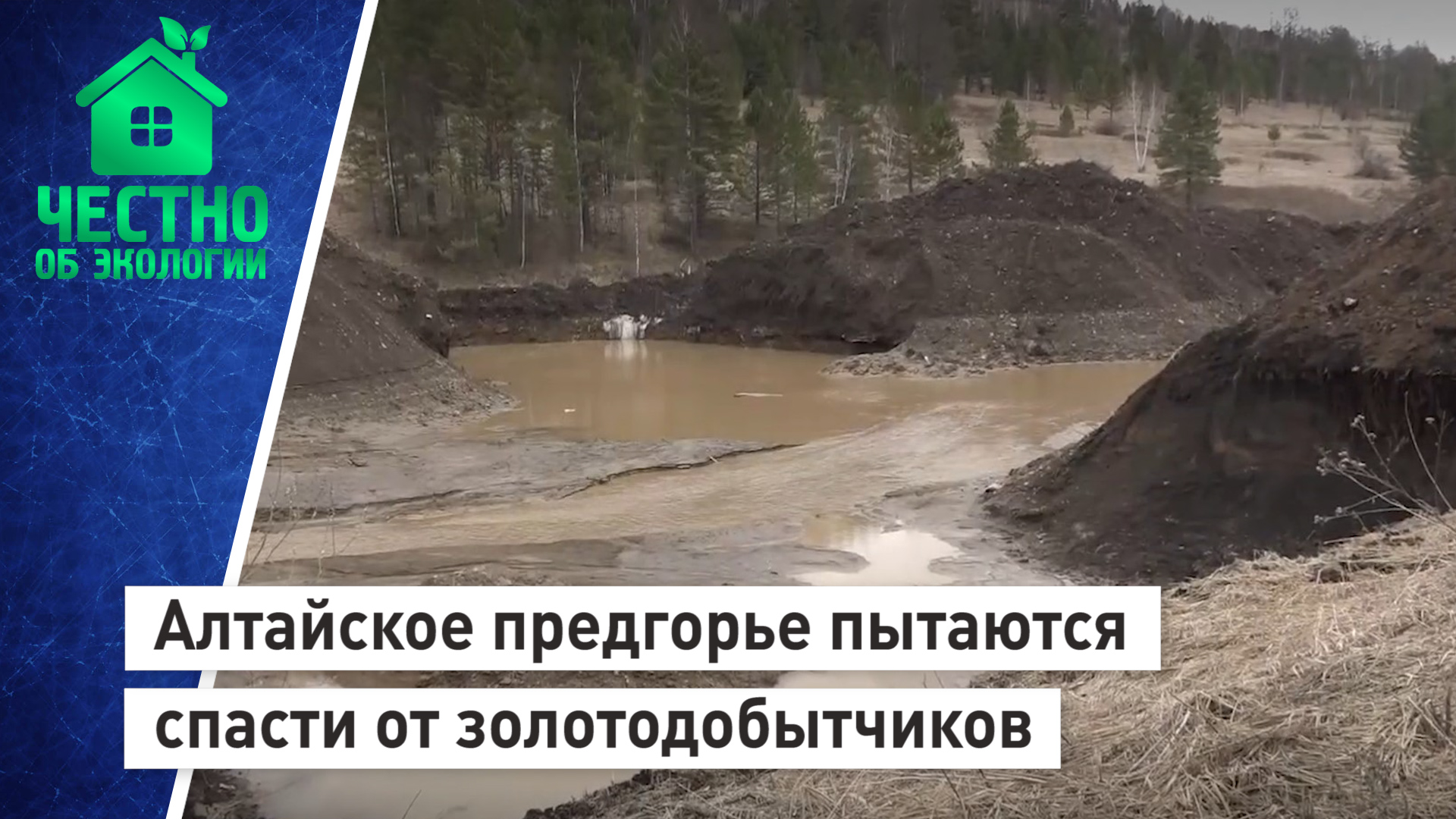 Алтайское предгорье пытаются спасти от золотодобытчиков