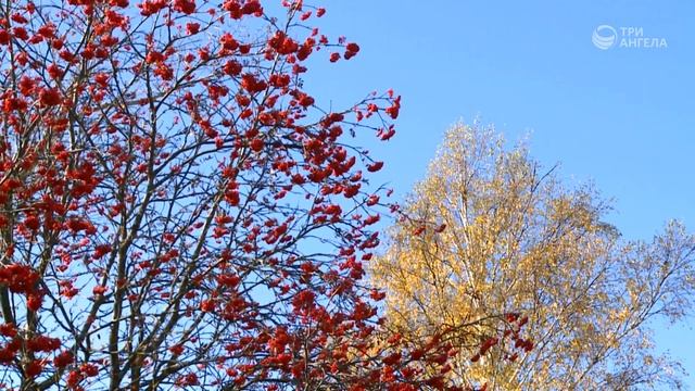 Рябиновая осень  С любовью к русской природе