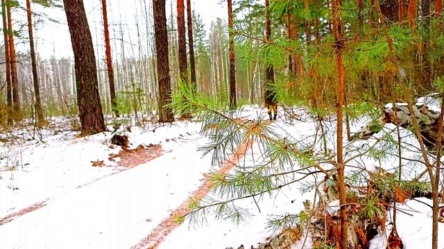 Bushcraft, ПРОГУЛКА ВЫХОДНОГО ДНЯ / ЛЕС СНЕГ И ЛЕГКИЙ ВЕТЕР/ ЗАПАХ ЕЛИ И ХРУСТЯЩИЙ СНЕГ