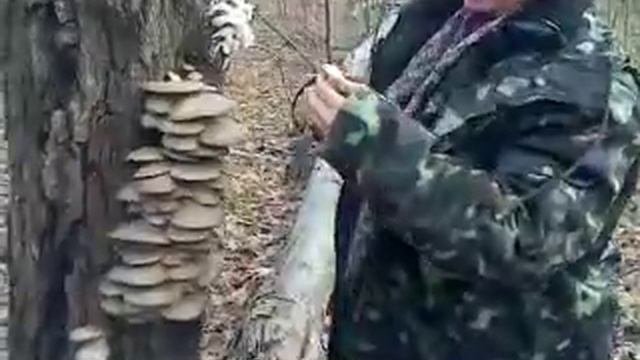 вешенки