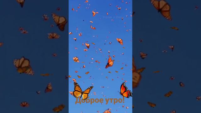 С добрым утром, мои хорошие! 😊😊😊 10.08.2024г. Летней и тёплой вам СУББОТЫ, удачи и здоровья! 😉😉