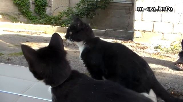 Коты и зеркало. Прикол, смешно смотрится в него. Любознательность. Kitten looks in a mirror