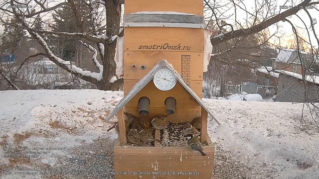 Воробушки в ожидании корма-просо#Омск Russia, Siberia