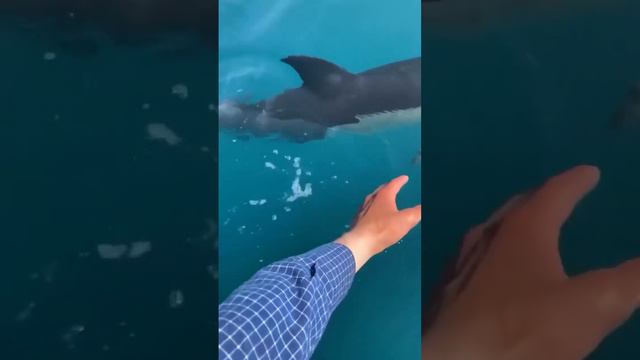 Дельфинчики в Сириусе