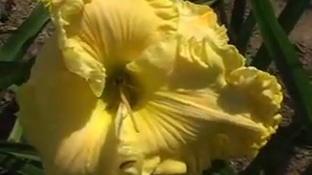 Лилейник daylily LADY ALVATINE