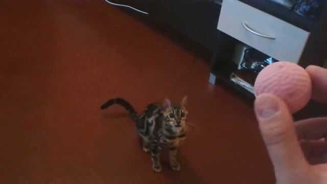 Бенгальская кошка приносит мячик