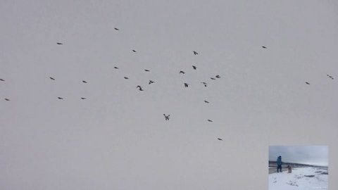 На озеро перелетные птицы прилетели Белые лебеди и гуси и утки .18.04.24 год.