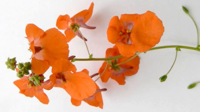 Amazing and Most Beautiful Diascia Flowers |Twinspur