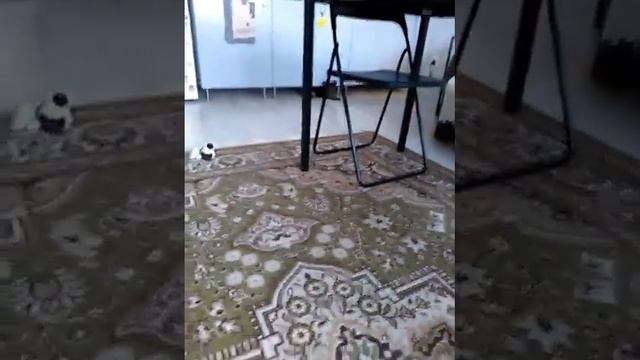 Мая собака сошла с ума)))