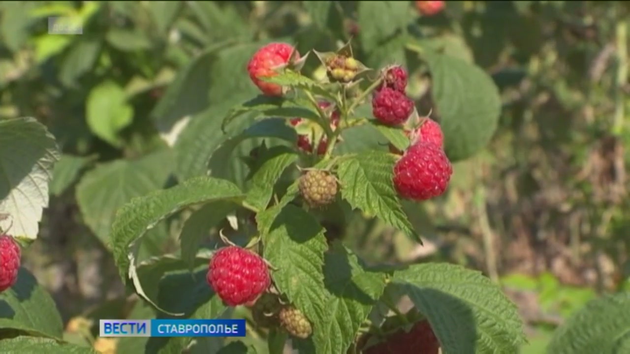 Новые ягодные теплицы планируют построить на Ставрополье