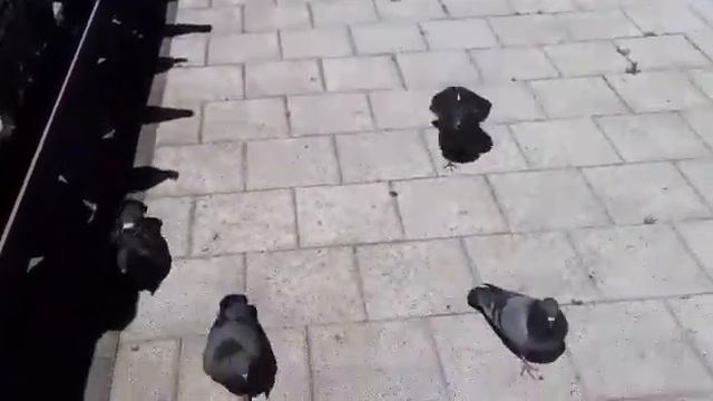 Речка "Салгир" Симферопль Крым