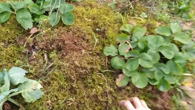Мои секреты для плодородия почвы и хорошего урожая готовимся осенью